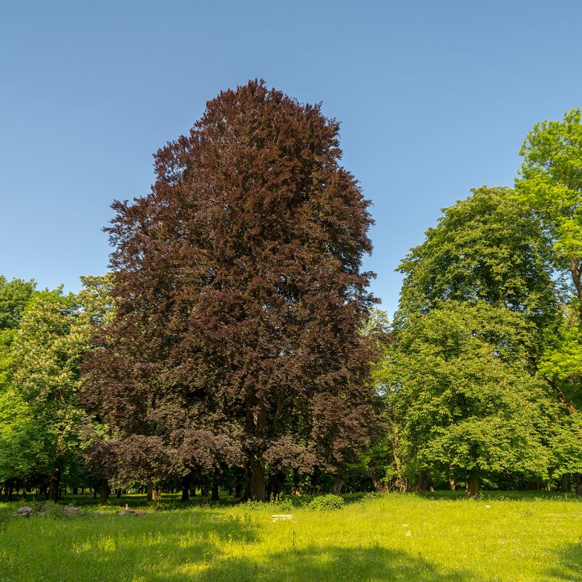 Fagus sylvatica Dawyck Purple - Zuilvormige koperbeuk (Groeiplaats)