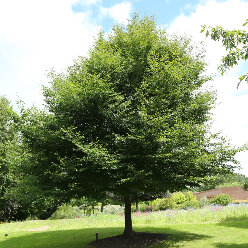 Fagus sylvatica Dentata - Beuk (Groeiplaats)