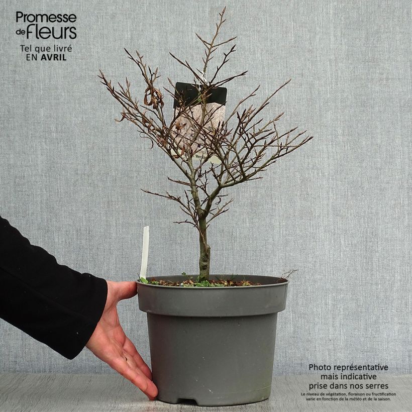 Exemplaar van Fagus sylvatica Mercedes - Dwergbeuk Pot van 4 l/5 l zoals geleverd in de lente