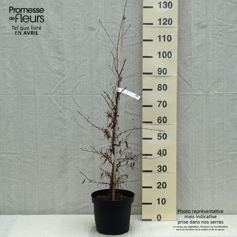 Exemplaar van Fagus sylvatica Midnight Feather - Beuk Pot van 4 l/5 l zoals geleverd in de lente
