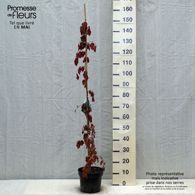 Exemplaar van Fagus sylvatica Purple Fountain - Treur-koperbeuk Pot van 4 l/5 l zoals geleverd in de lente