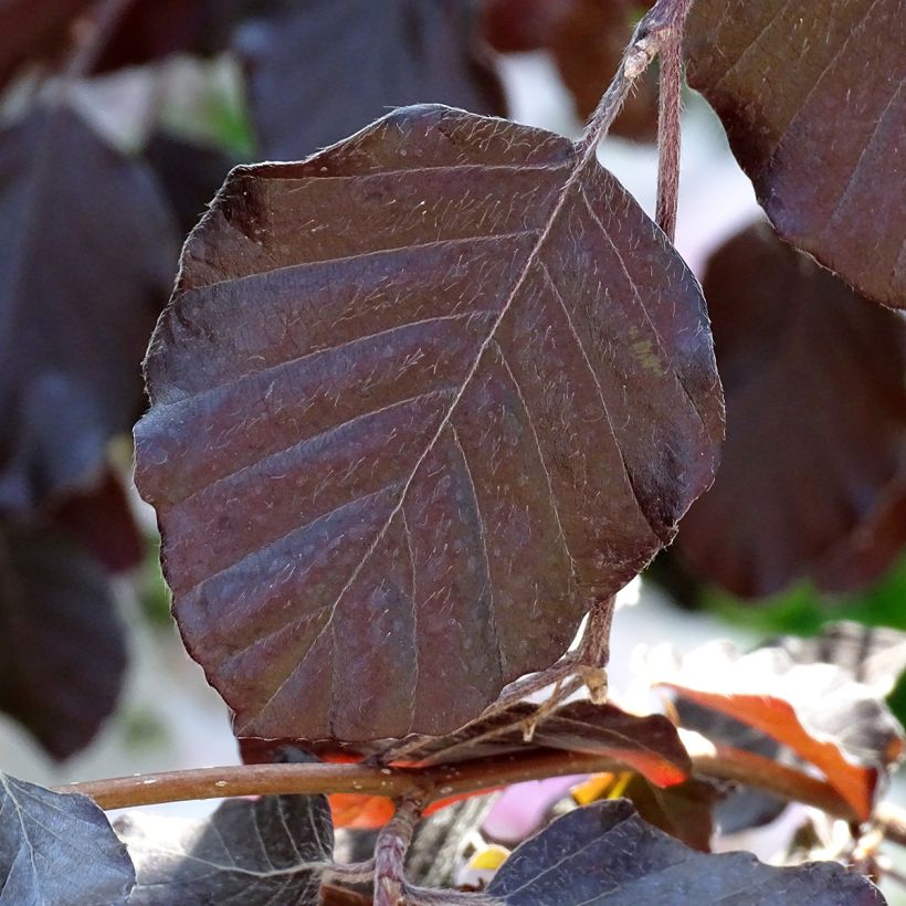 Fagus sylvatica Purple Fountain - Treur-koperbeuk (Blad)