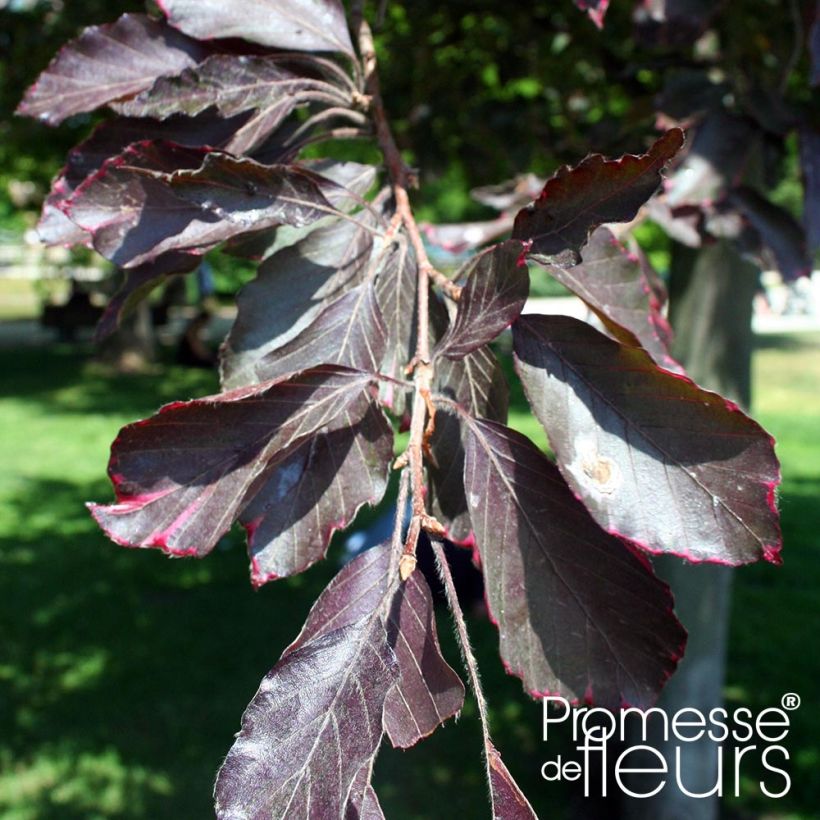 Fagus sylvatica Purpurea Pendula - Treur-koperbeuk (Blad)