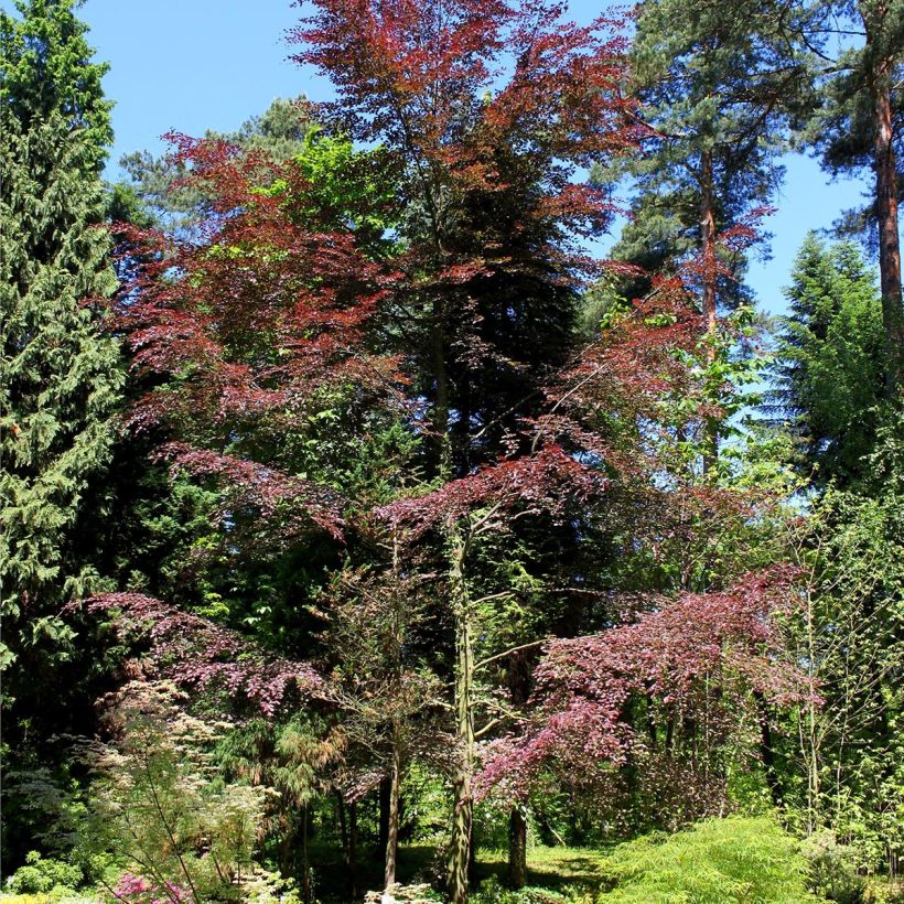 Fagus sylvatica Purpurea Tricolor - Bonte koperbeuk (Groeiplaats)