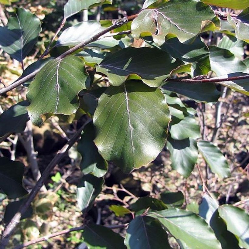 Fagus sylvatica Riversii - Koperbeuk (Blad)