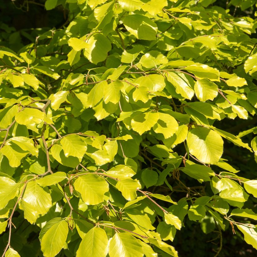 Fagus sylvatica Zlatia - Goudgele beuk (Blad)