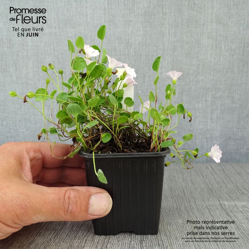 Exemplaar van Falkia repens - Kleine oren Kweekpotje van 8/9 cm zoals geleverd in de zomer