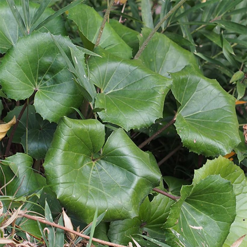 Farfugium japonicum - Luipaardplant (Blad)
