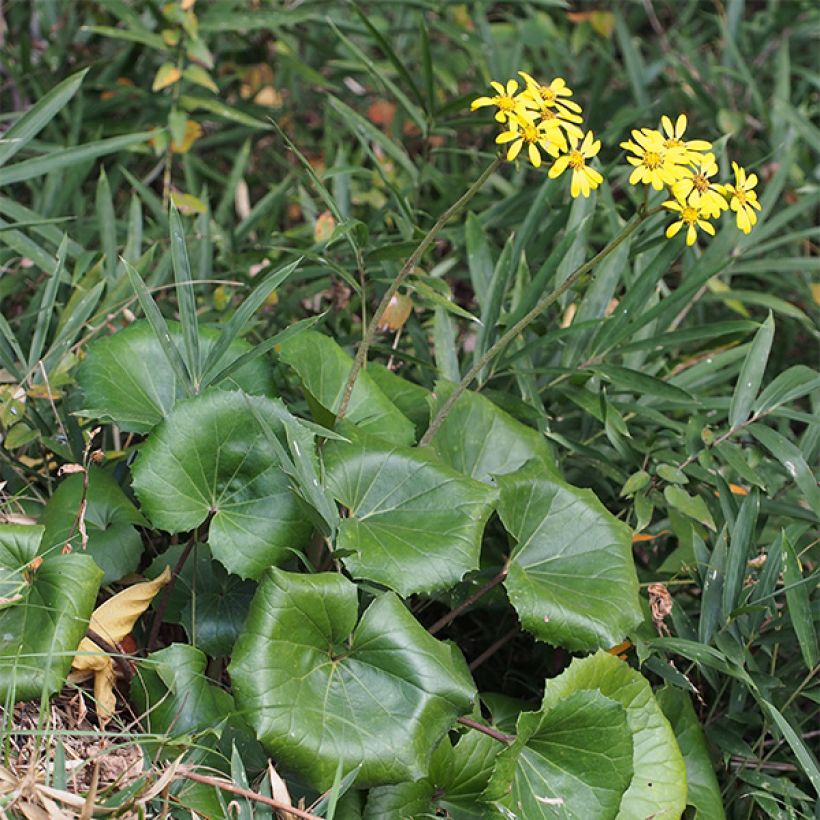 Farfugium japonicum - Luipaardplant (Groeiplaats)