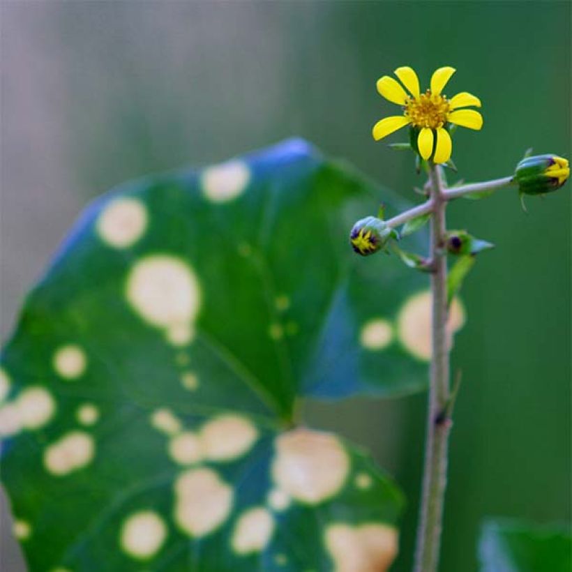 Farfugium japonicum Aureomaculatum - Luipaardplant (Flowering)