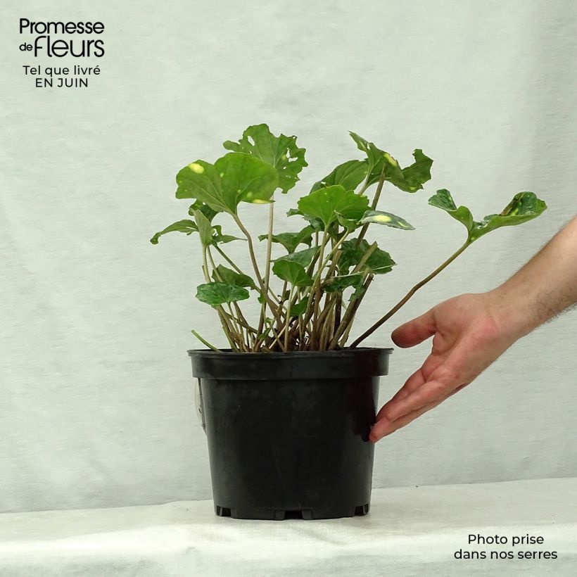 Exemplaar van Farfugium japonicum Aureomaculatum - Luipaardplant Pot van 3 l/4 l zoals geleverd in de zomer