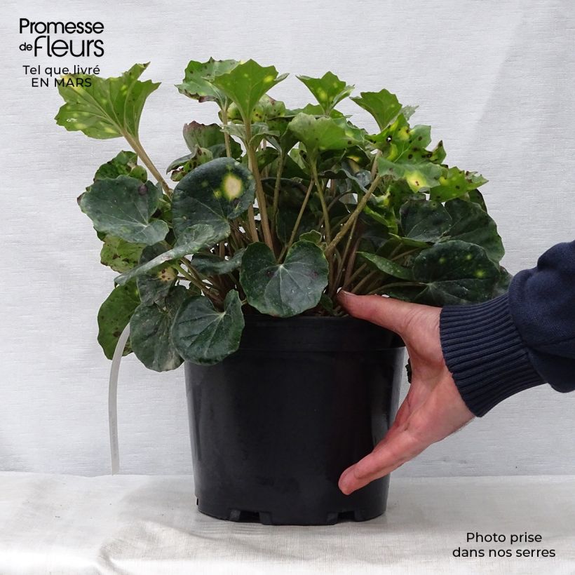 Example of Farfugium japonicum Aureomaculatum - Luipaardplant Pot van 3 l/4 l as you get in printemps
