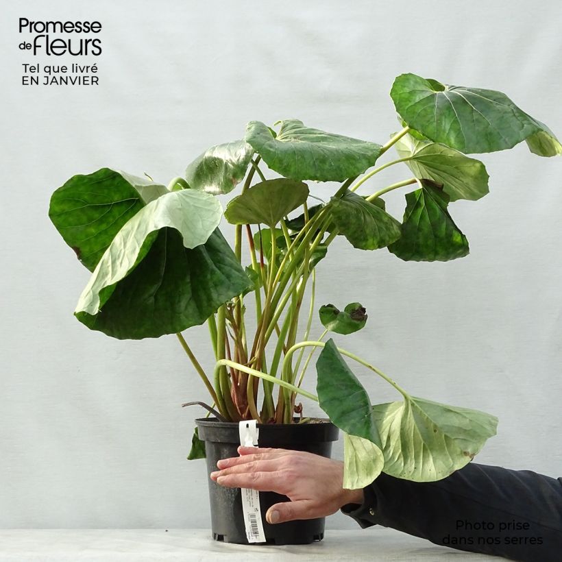 Exemplaar van Farfugium japonicum Crispata - Luipaardplant Pot van 4 l/5 l zoals geleverd in de winter