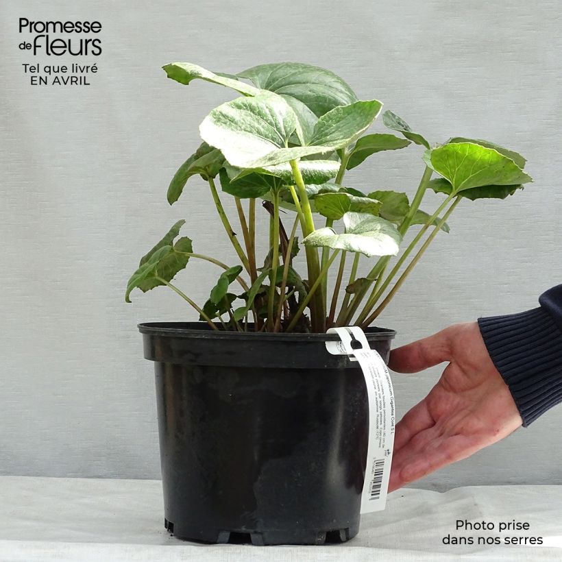 Example of Farfugium japonicum Crispata - Luipaardplant Pot van 4 l/5 l as you get in printemps