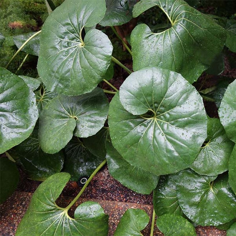 Farfugium japonicum Gigantea - Luipaardplant (Groeiplaats)