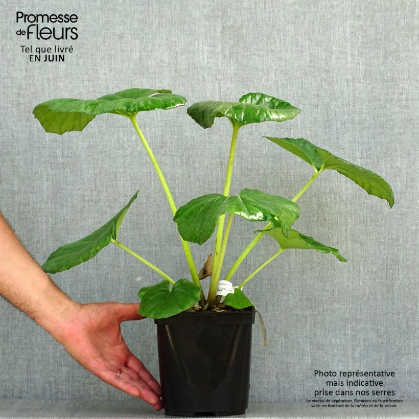Exemplaar van Farfugium japonicum Gigantea - Luipaardplant Pot van 3 l/4 l zoals geleverd in de zomer