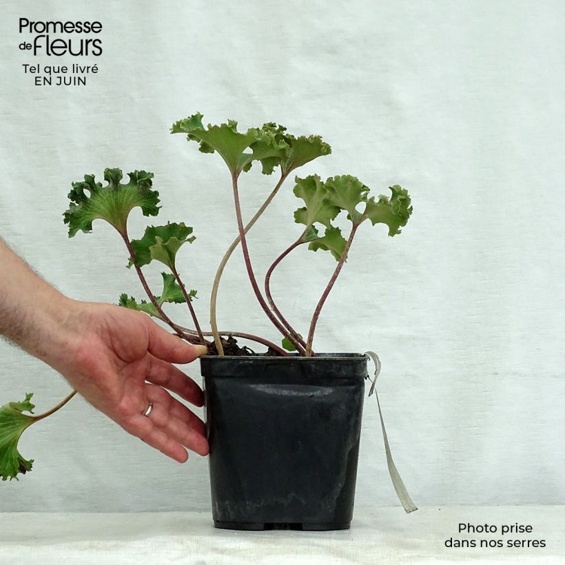 Exemplaar van Farfugium japonicum Wavy Gravy - Luipaardplant Pot van 2 l/3 l zoals geleverd in de zomer