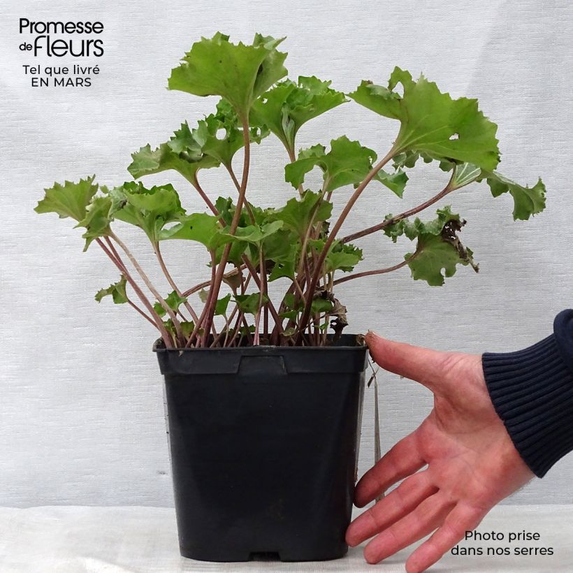 Exemplaar van Farfugium japonicum Wavy Gravy - Luipaardplant Pot van 2 l/3 l zoals geleverd in de lente