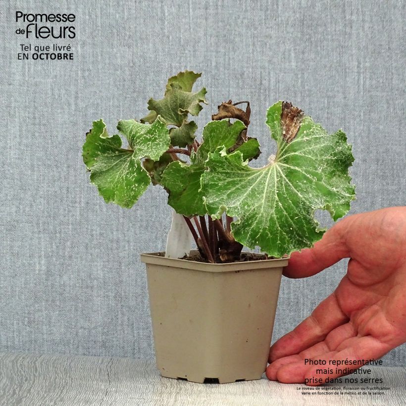Exemplaar van Farfugium japonicum Wavy Gravy - Luipaardplant Kweekpotje van 8/9 cm zoals geleverd in de herfst