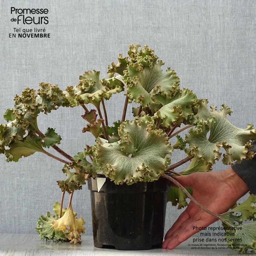Exemplaar van Farfugium japonicum Wavy Gravy - Luipaardplant Pot van 2 l/3 l zoals geleverd in de herfst
