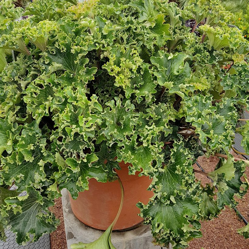 Farfugium japonicum Wavy Gravy - Luipaardplant (Groeiplaats)
