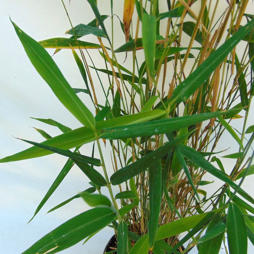 Fargesia papyrifera Blue Dragon - Blauwe bamboe (Blad)