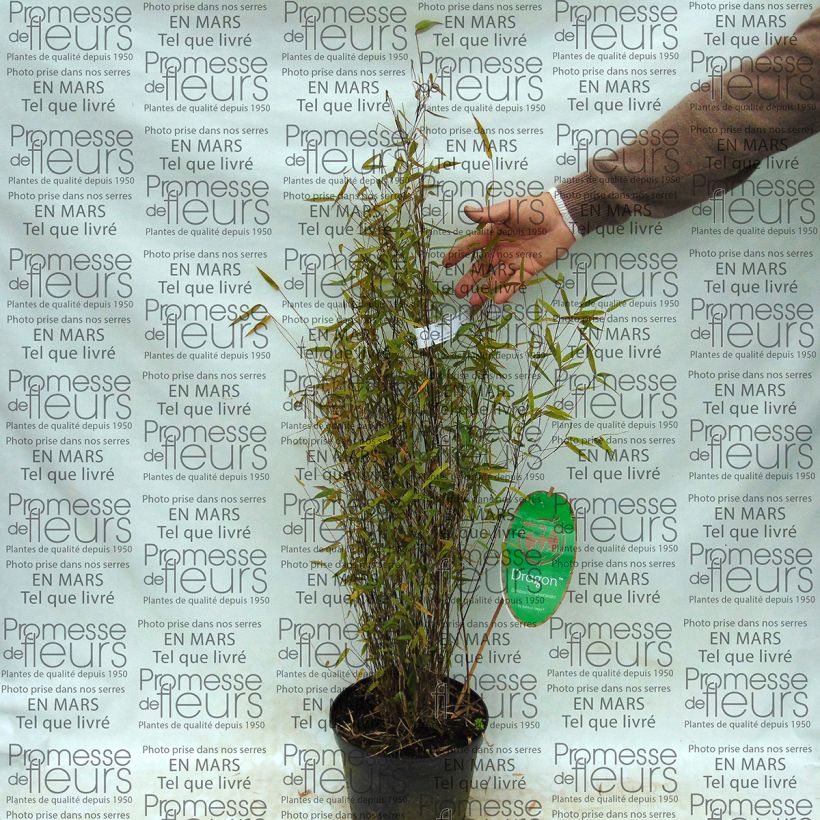 Voorbeeld van een exemplaar van Fargesia Sichuan Green Dragon - Niet-woekerende bamboe Pot van 2 l/3 l zoals geleverd