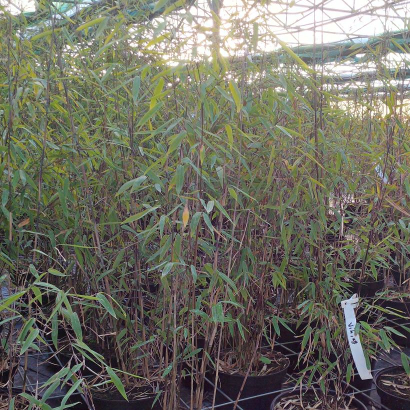 Fargesia Viking - Niet-woekerende bamboe (Groeiplaats)