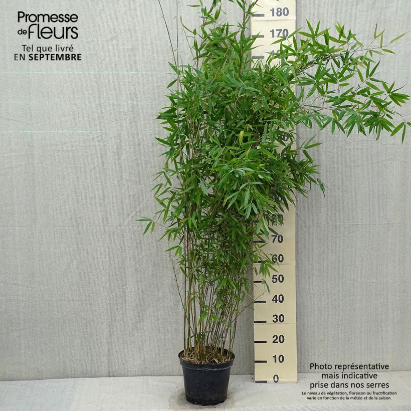 Exemplaar van Fargesia Winter Joy - Niet-woekerende bamboe Pot van 7,5 l/10 l zoals geleverd in de herfst