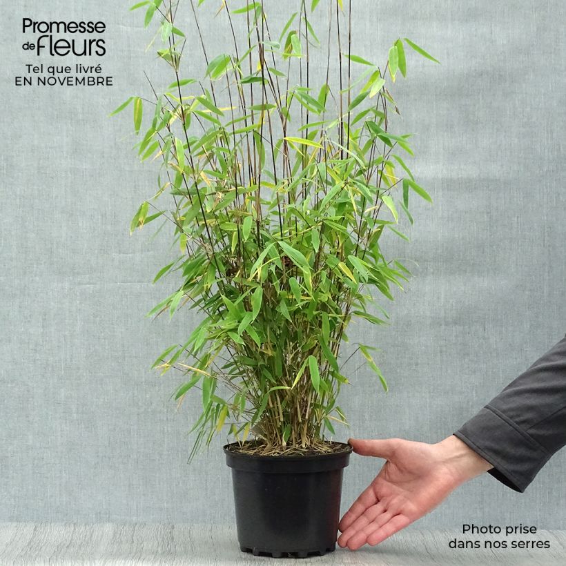 Exemplaar van Fargesia Winter Joy - Niet-woekerende bamboe Pot van 2 l/3 l zoals geleverd in de herfst