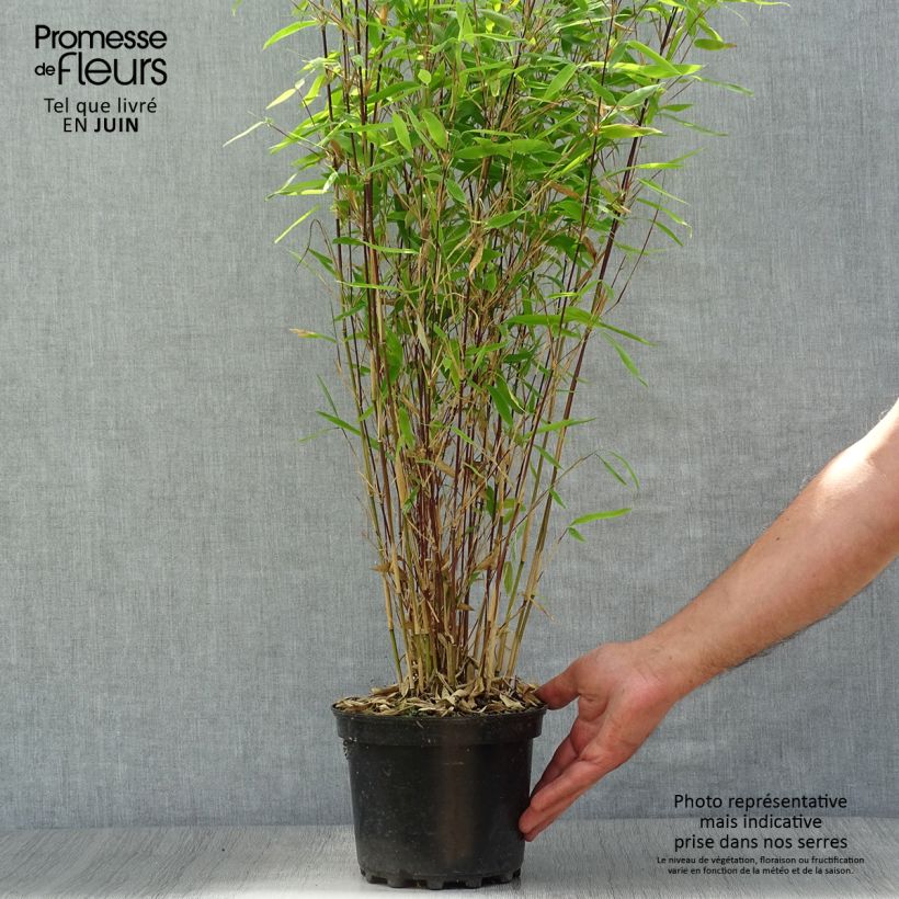 Exemplaar van Fargesia Winter Joy - Niet-woekerende bamboe Pot van 2 l/3 l zoals geleverd in de zomer