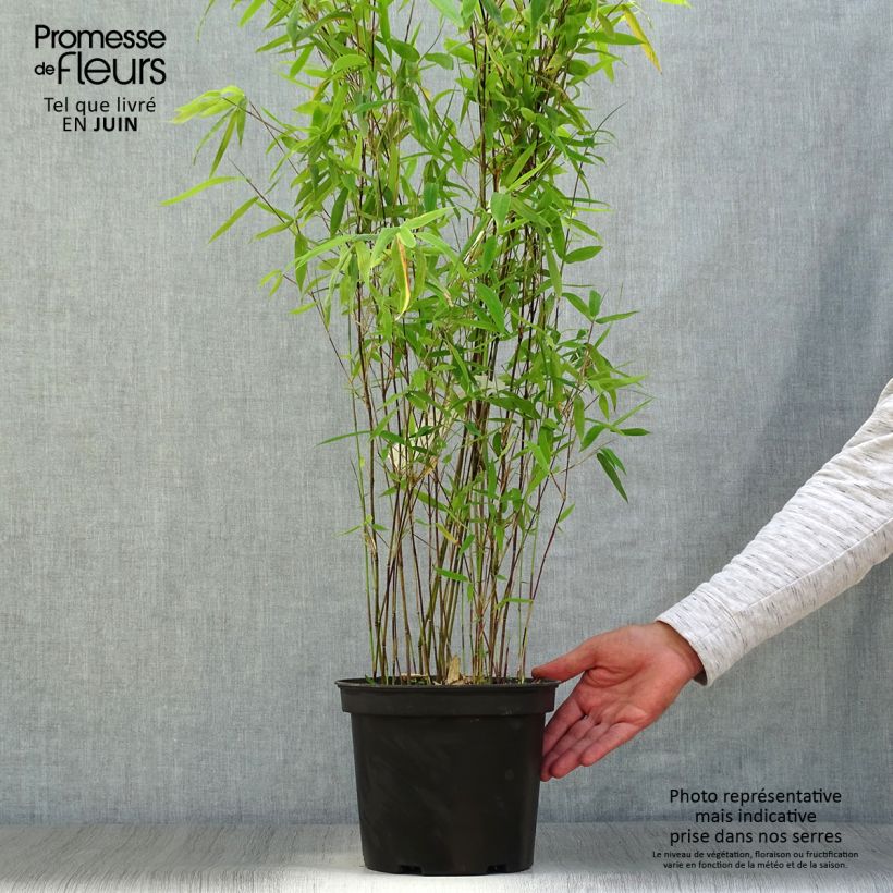 Exemplaar van Fargesia Winter Joy - Niet-woekerende bamboe Pot van 4 l/5 l zoals geleverd in de zomer