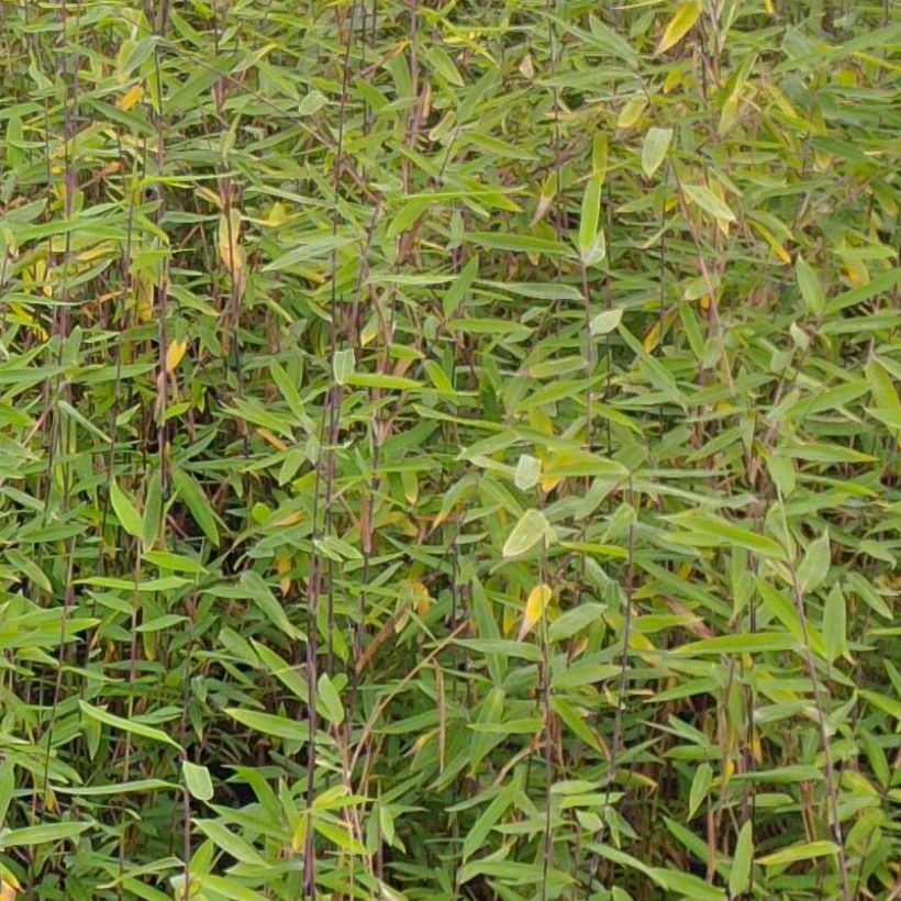 Fargesia demissa Gerry - Niet-woekerende bamboe (Blad)