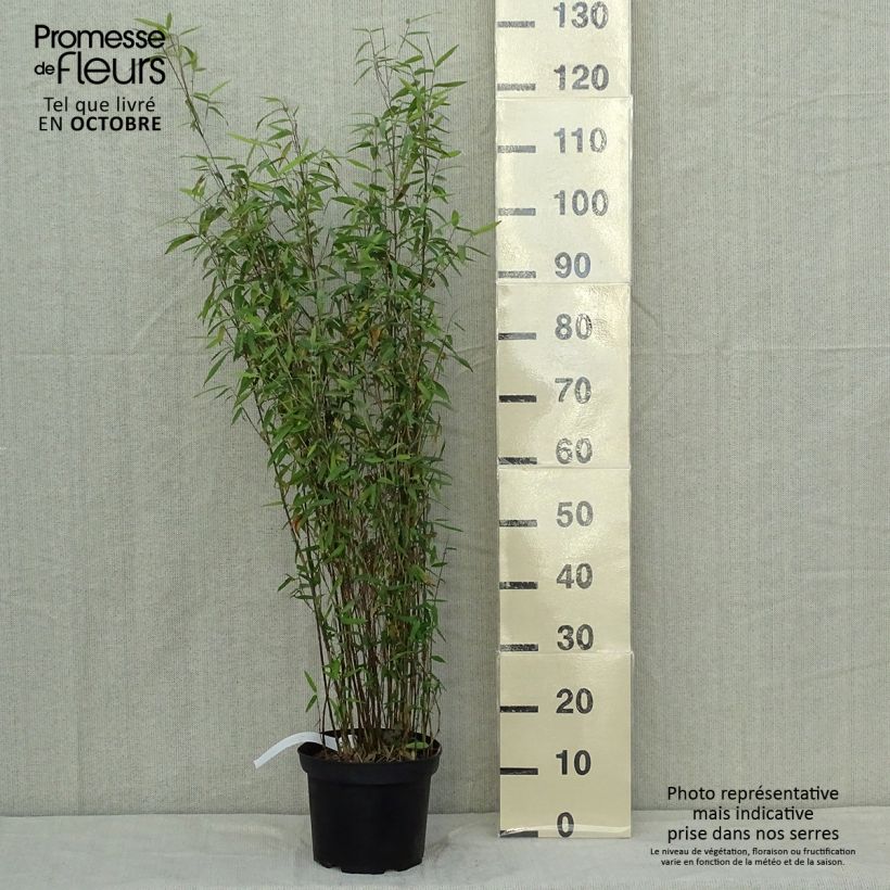 Exemplaar van Fargesia demissa Gerry - Niet-woekerende bamboe Pot van 4 l/5 l zoals geleverd in de herfst