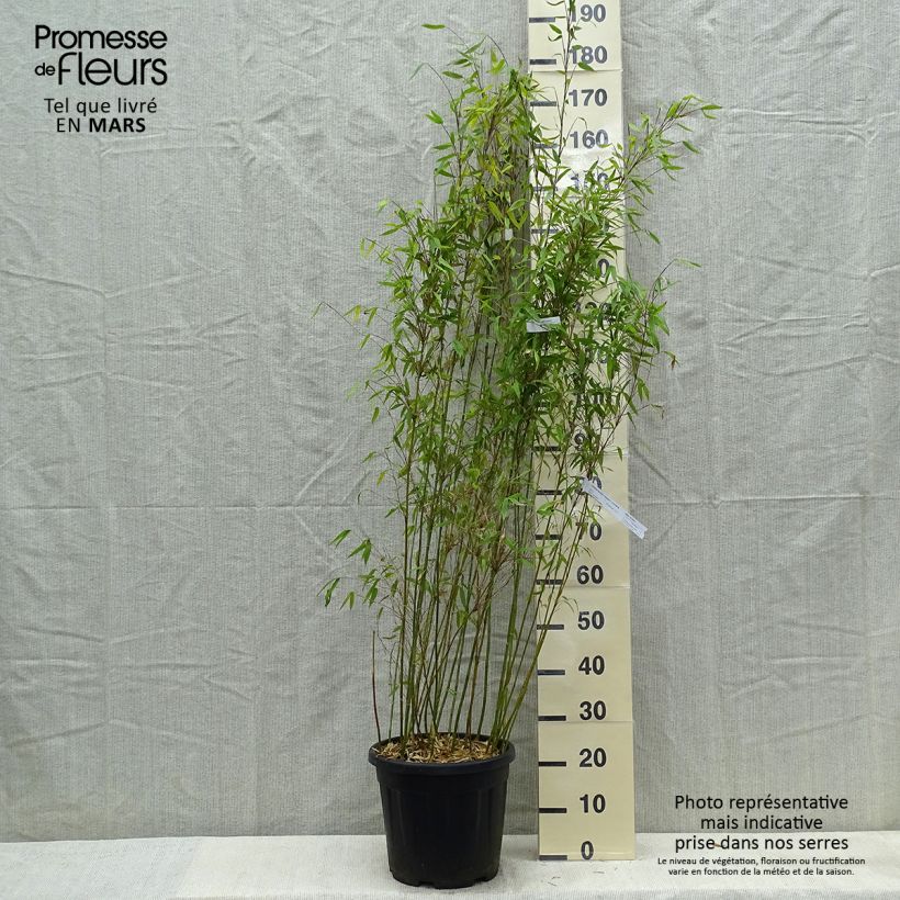 Example of Fargesia denudata Lancaster 1 - Niet-woekerende bamboe Pot van 12 l/15 l as you get in printemps