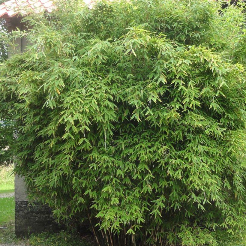 Fargesia murielae Dino - Niet-woekerende bamboe (Groeiplaats)