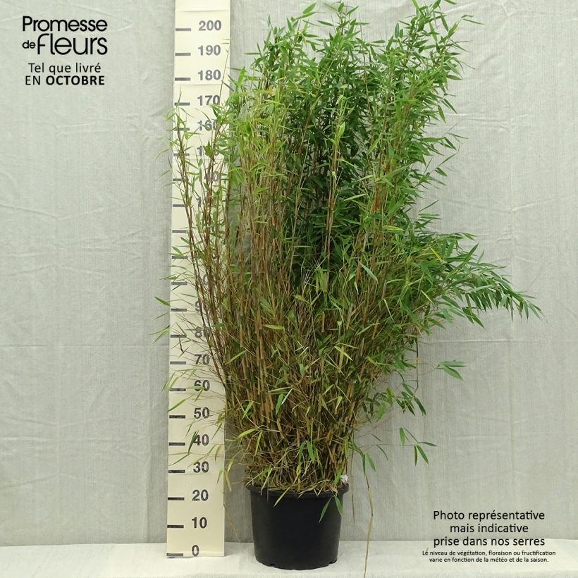 Exemplaar van Fargesia murielae Dino - Niet-woekerende bamboe Pot van 20 l/25 l zoals geleverd in de herfst