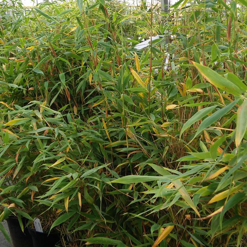 Fargesia murielae Panda - Niet-woekerende bamboe (Groeiplaats)