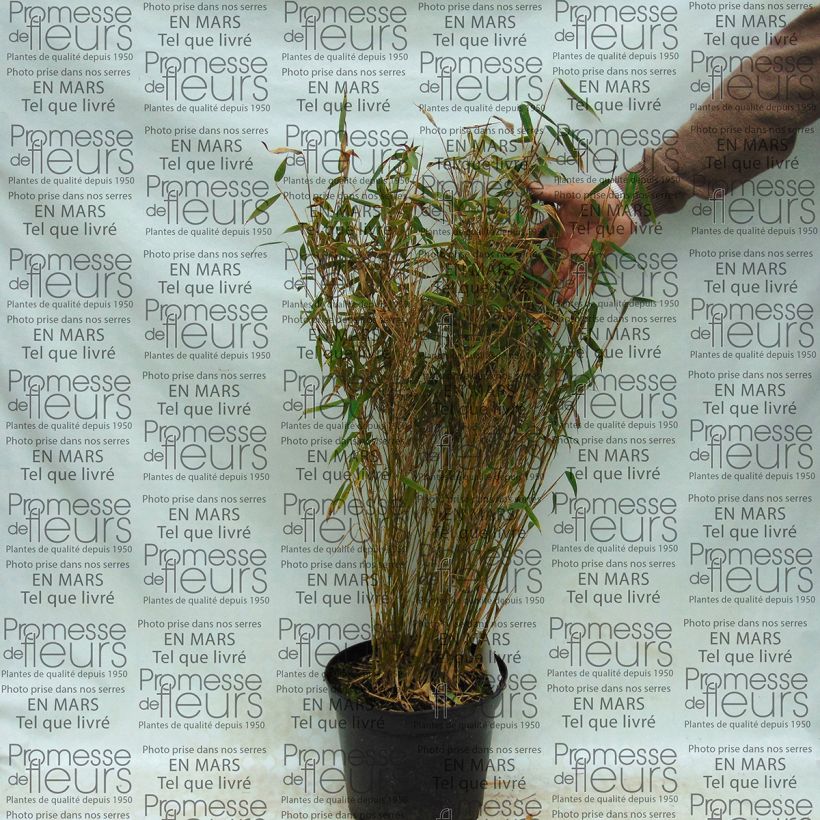 Voorbeeld van een exemplaar van Fargesia murielae Panda - Niet-woekerende bamboe Pot van 2 l/3 l zoals geleverd