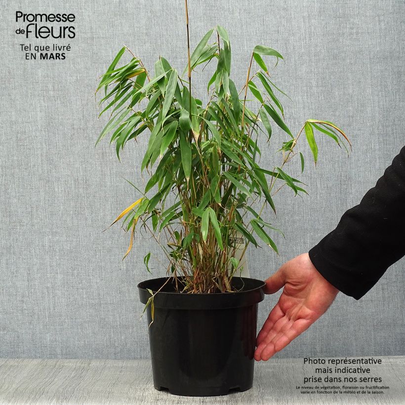 Exemplaar van Fargesia murielae Tauro - Schuttingbamboe Pot van 4 l/5 l zoals geleverd in de lente