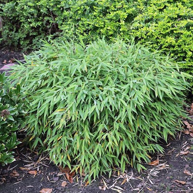 Fargesia murieliae Elias - Niet-woekerende bamboe (Groeiplaats)