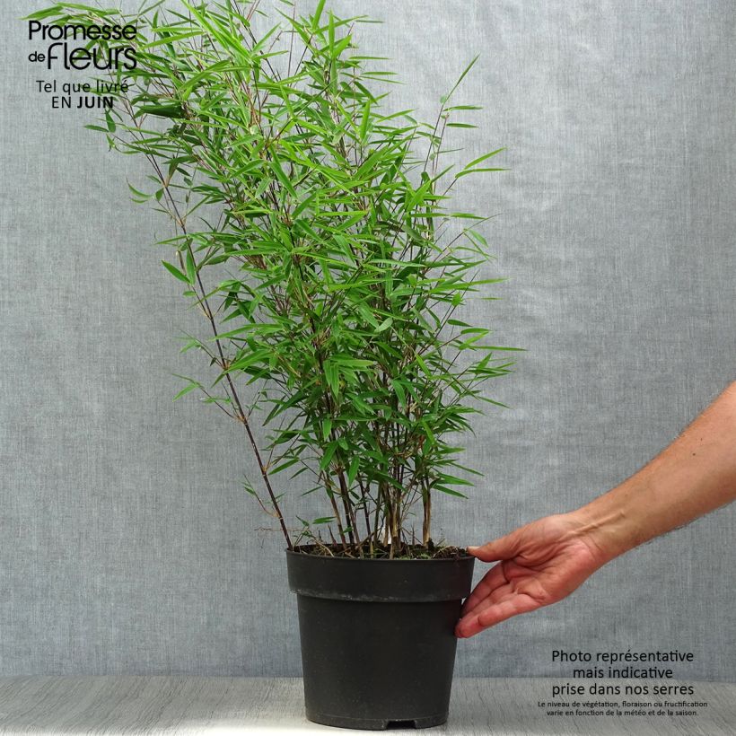 Exemplaar van Fargesia nitida Black Pearl - Niet-woekerende bamboe Pot van 4 l/5 l zoals geleverd in de zomer