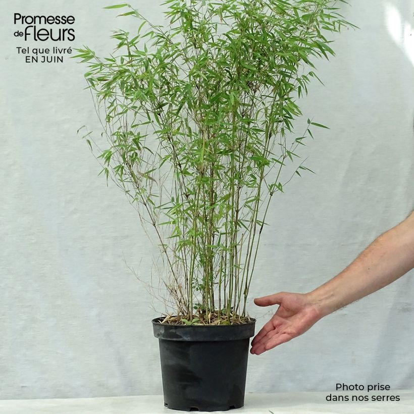 Exemplaar van Fargesia nitida Jiu - Niet-woekerende bamboe Pot van 7,5 l/10 l zoals geleverd in de zomer