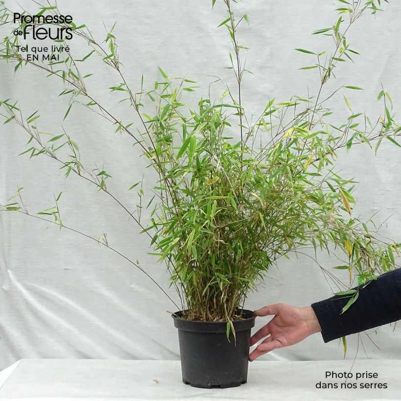 Example of Fargesia nitida Obelisk - Niet-woekerende bamboe Pot van 4 l/5 l as you get in printemps