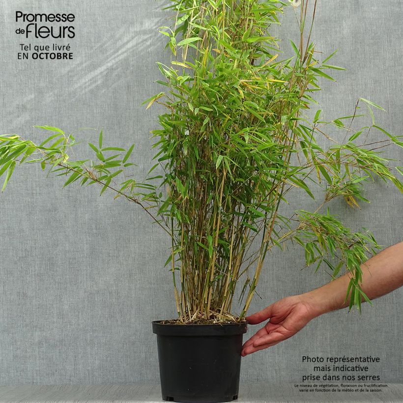 Exemplaar van Fargesia nitida Obelisk - Niet-woekerende bamboe Pot van 4 l/5 l zoals geleverd in de herfst