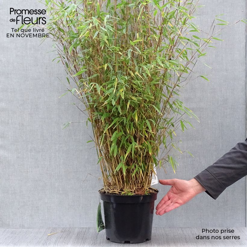 Exemplaar van Fargesia nitida Obelisk - Niet-woekerende bamboe Pot van 7,5 l/10 l zoals geleverd in de herfst