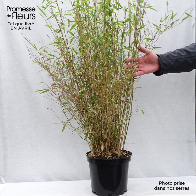Example of Fargesia nitida Obelisk - Niet-woekerende bamboe Pot van 7,5 l/10 l as you get in printemps