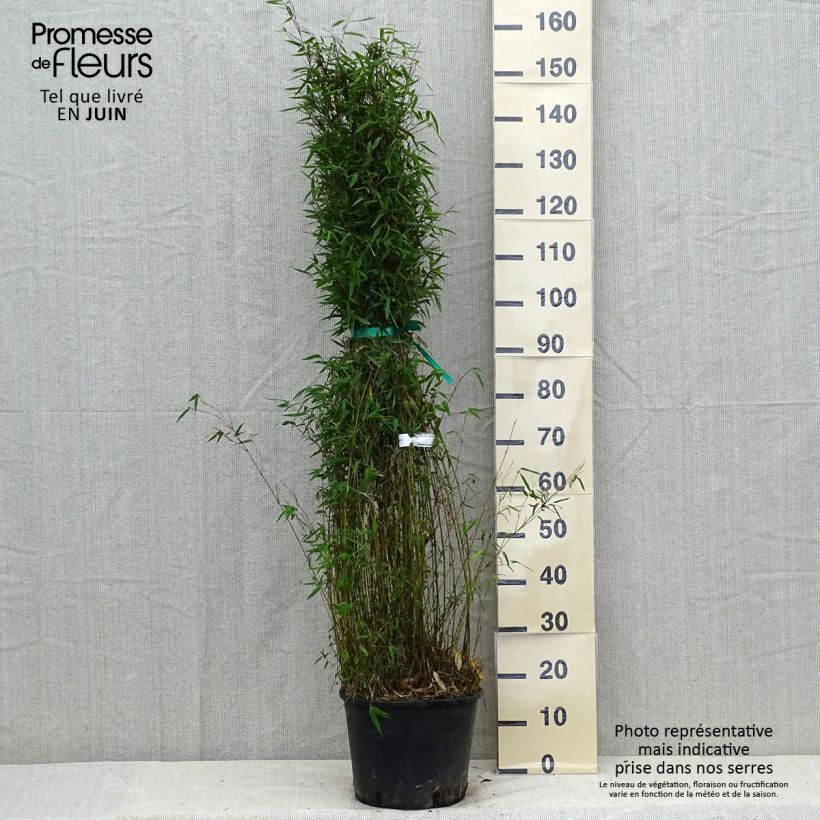 Exemplaar van Fargesia nitida Red Dragon - Niet-woekerende bamboe Pot van 7,5 l/10 l zoals geleverd in de zomer