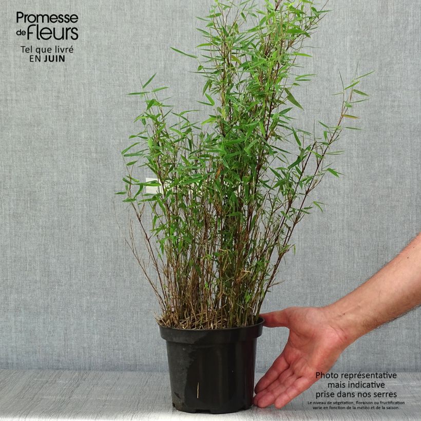 Example of Fargesia nitida Red Dragon - Niet-woekerende bamboe Pot van 2 l/3 l as you get in printemps