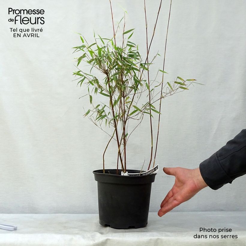Example of Fargesia nitida Red Dragon - Niet-woekerende bamboe Pot van 4 l/5 l as you get in printemps